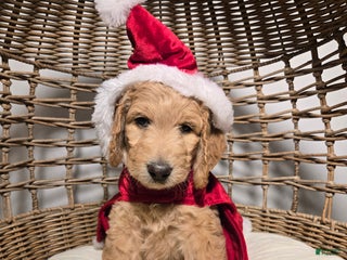 Goldendoodle dogs Mochi - Ad 37