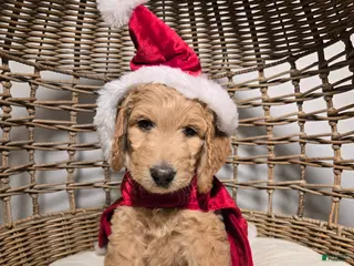 Goldendoodle dogs Mochi - Ad 24