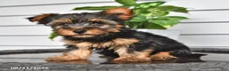 Yorkshire Terrier dogs for sale: Cathy - Ad 4