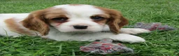 Cavalier King Charles Spaniel dogs for sale: Bella - Ad 5