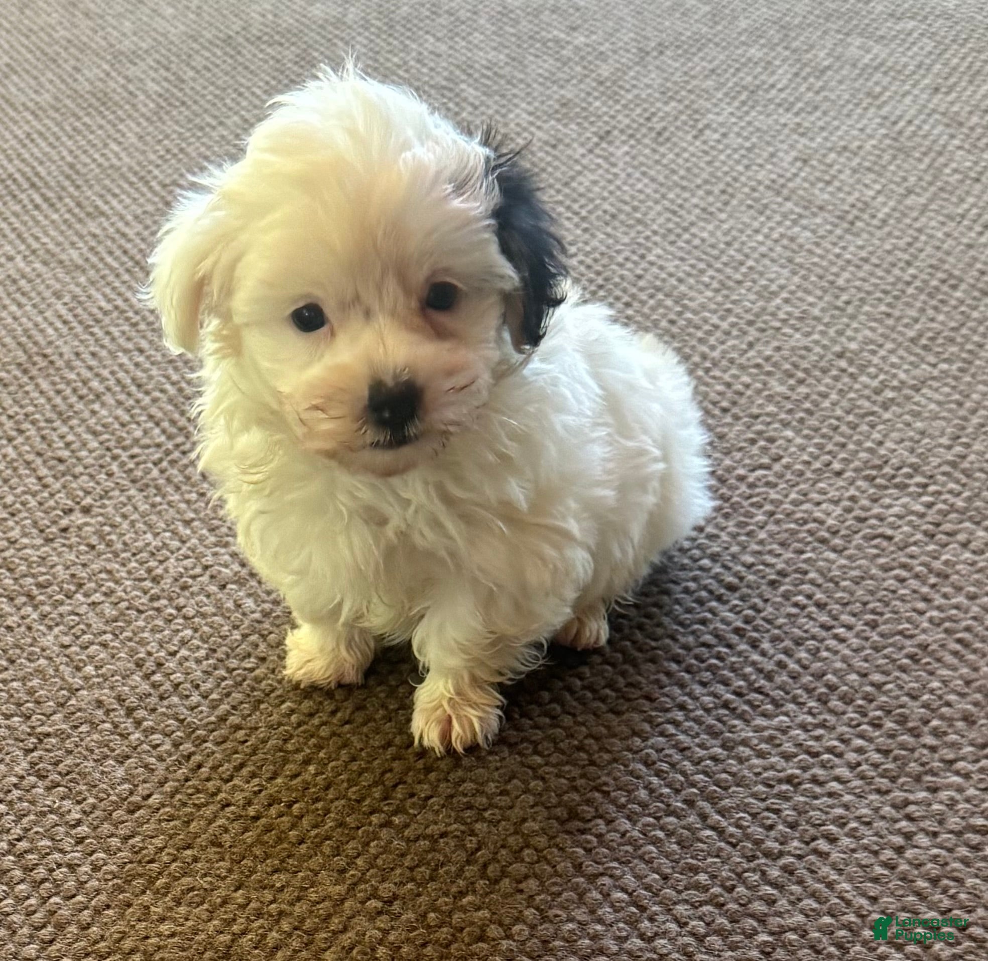 Morkie dogs for sale: Male with one black ear  - Ad 2