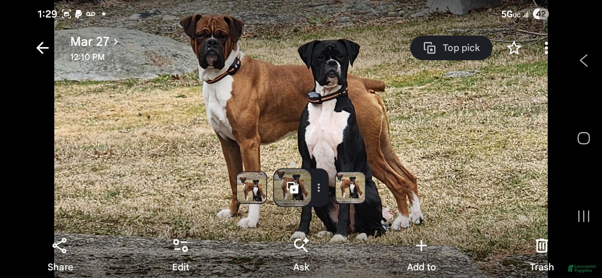 Boxer dogs Boxer 6 - Ad 2