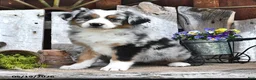 Australian Shepherd dogs for sale: Abby - Ad 3