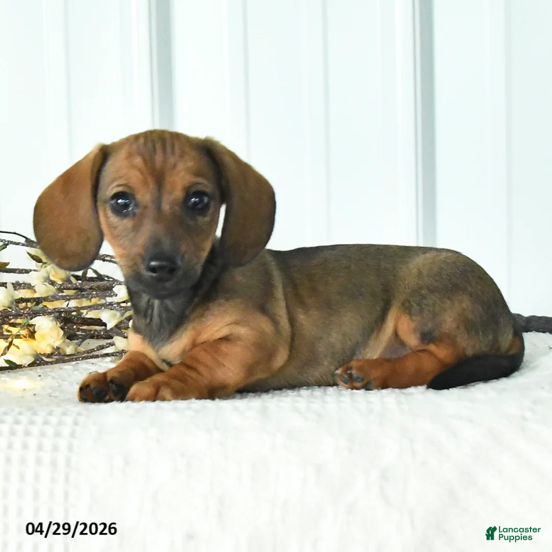 Dachshund dogs for sale: Dasher - Ad 2