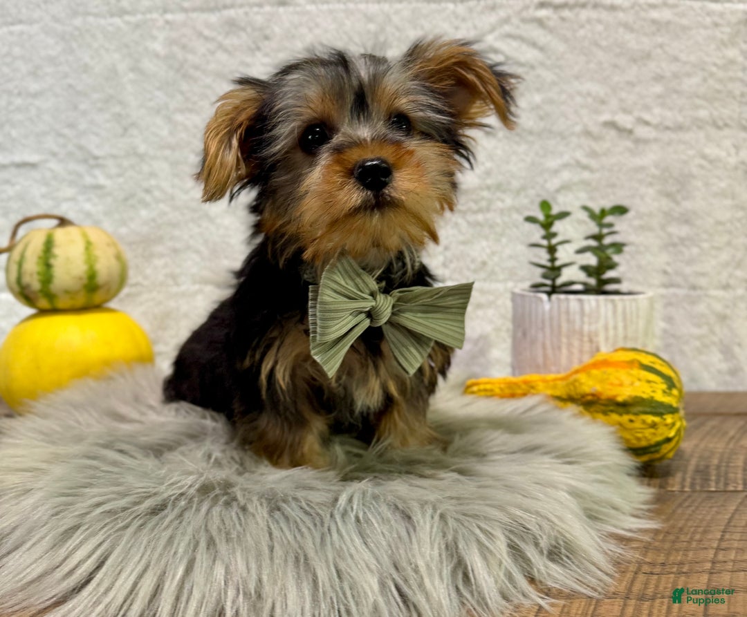 Yorkshire Terrier dogs for sale: Koby - Ad 6