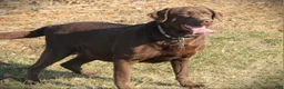 Labrador Retriever dogs for sale: Twix - Ad 2