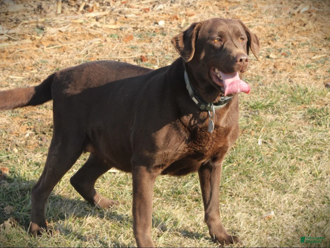Labrador Retriever dogs for sale: Twix - Ad 2