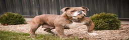 Mixed Breed dogs for sale: Dream Victorian Bulldog - Ad 15