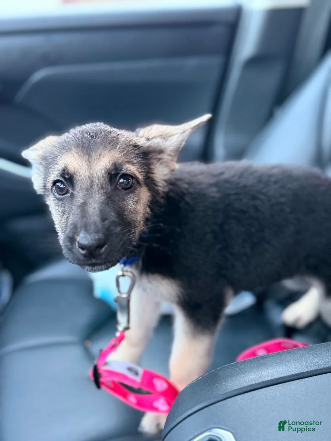 German Shepherd dogs for sale: Lady  - Ad 2