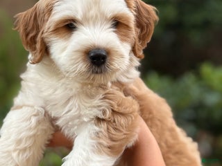 Mixed Breed dogs - Ad 6