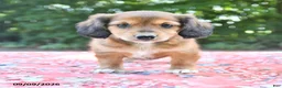 Mixed Breed dogs for sale: Dixie - Ad 3