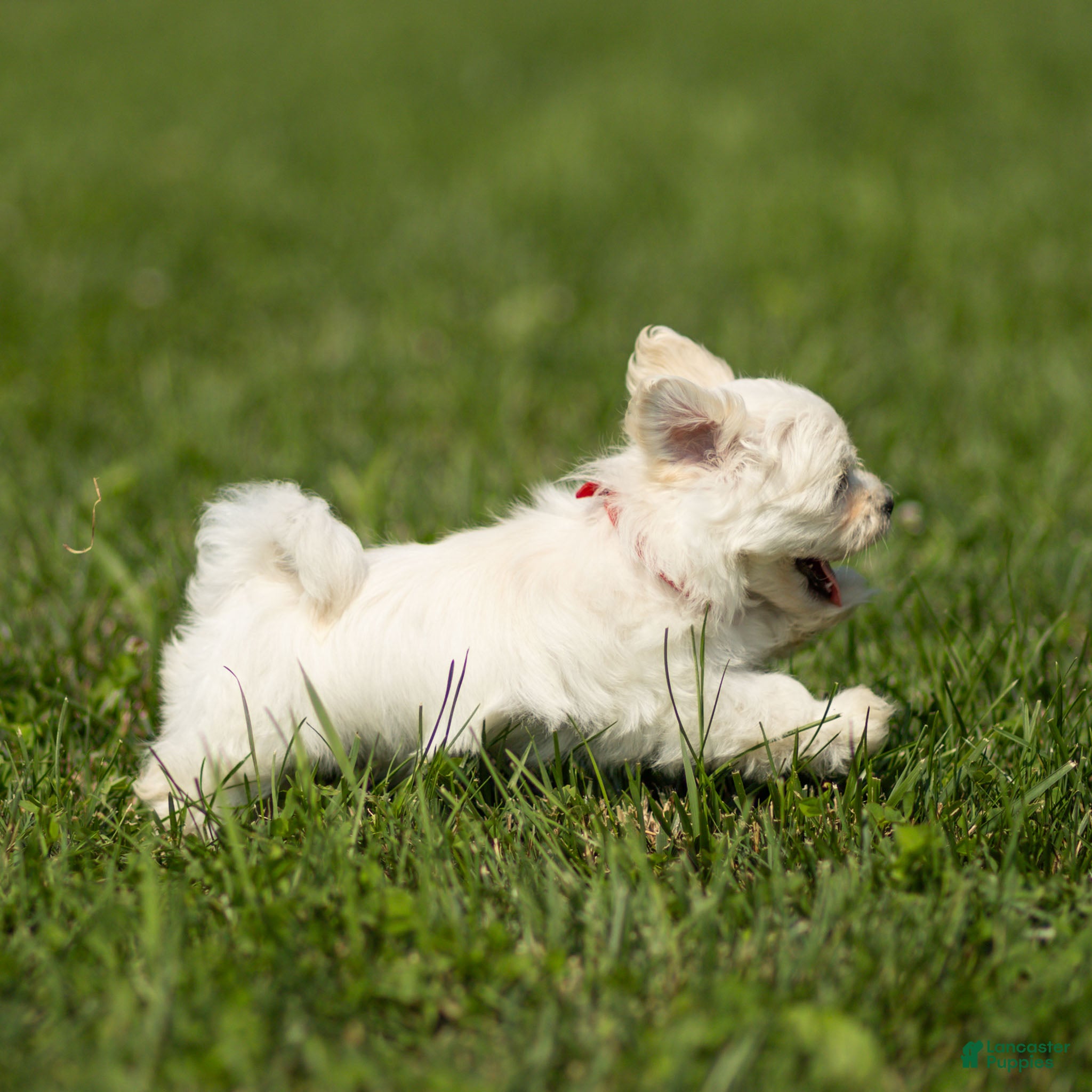 Maltese dogs Thomas Maltese Puppy - Ad 2