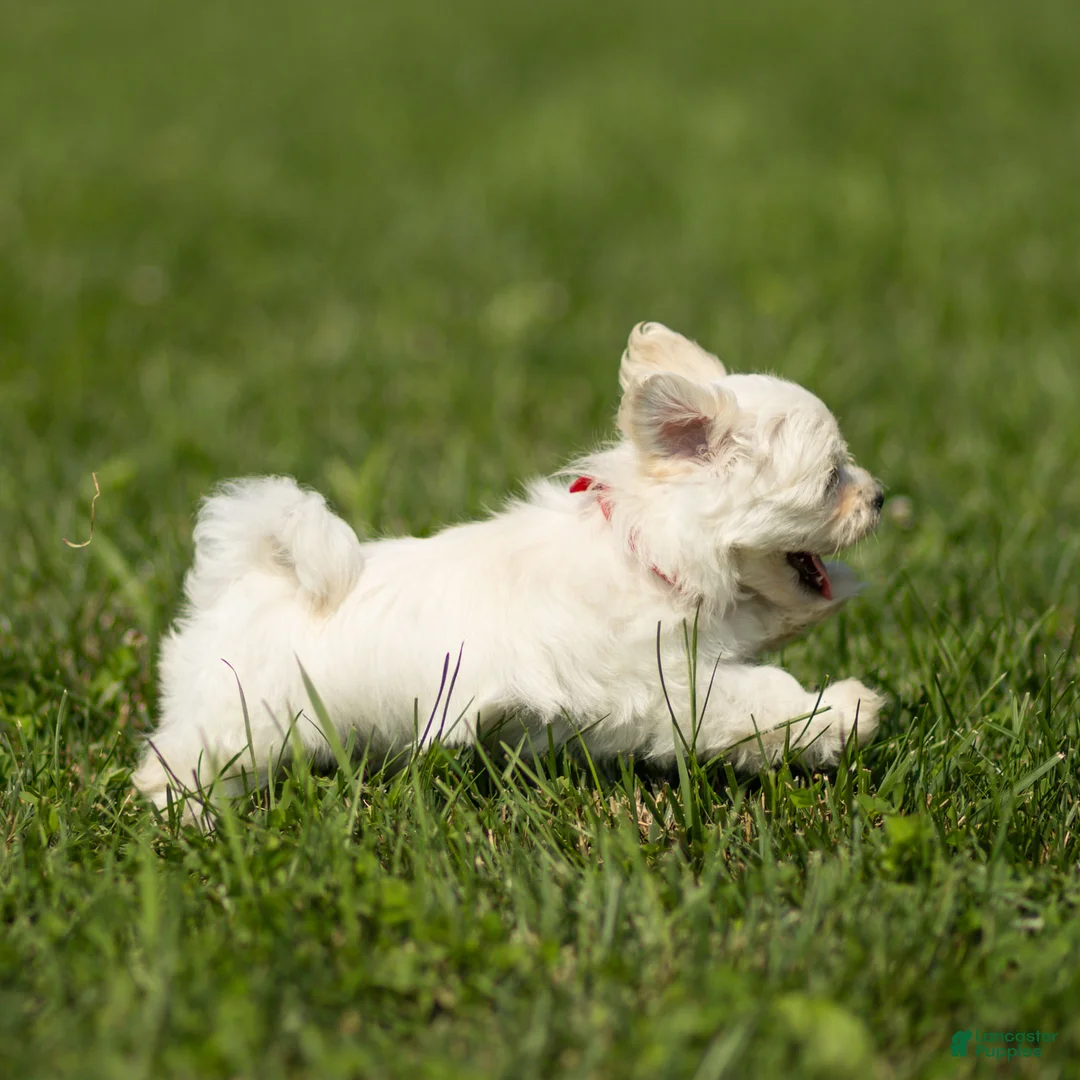 Maltese dogs for sale: Thomas Maltese Puppy - Ad 2