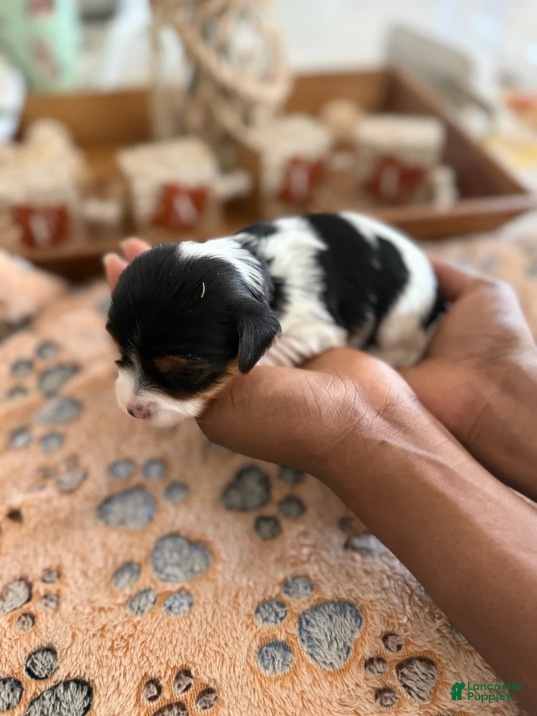 Yorkshire Terrier dogs for sale: Boy - Ad 1