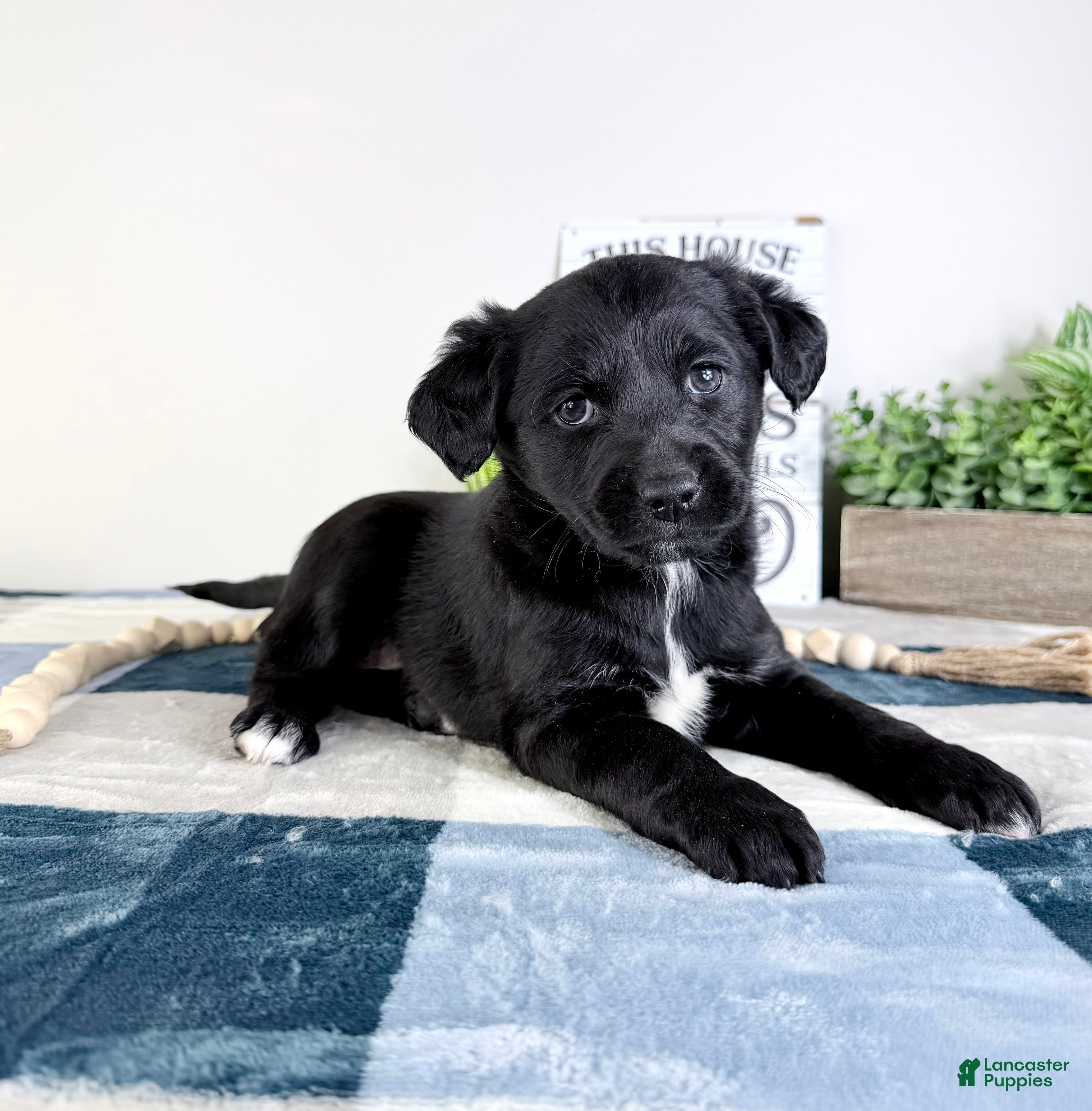 Mixed Breed dogs Alice - Ad 41