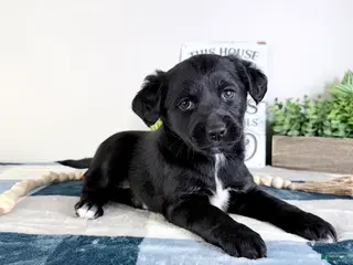 Mixed Breed dogs Alice - Ad 16