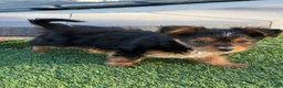 Yorkshire Terrier dogs for sale: Nugget - Ad 2