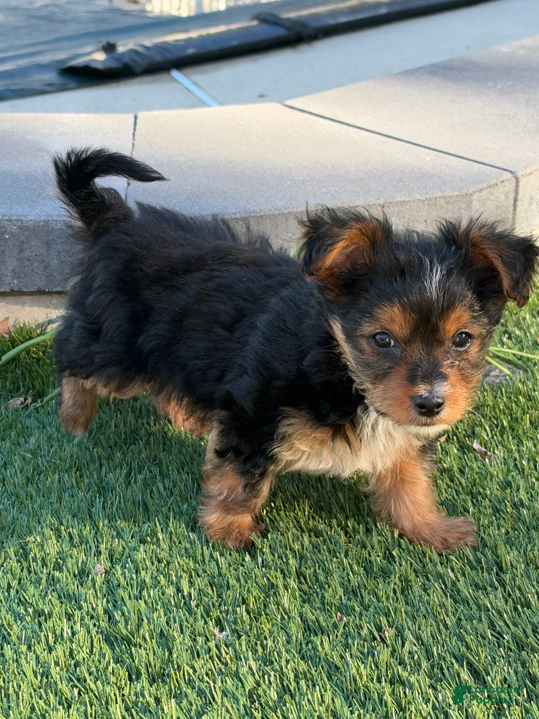 Yorkshire Terrier dogs for sale: Nugget - Ad 2