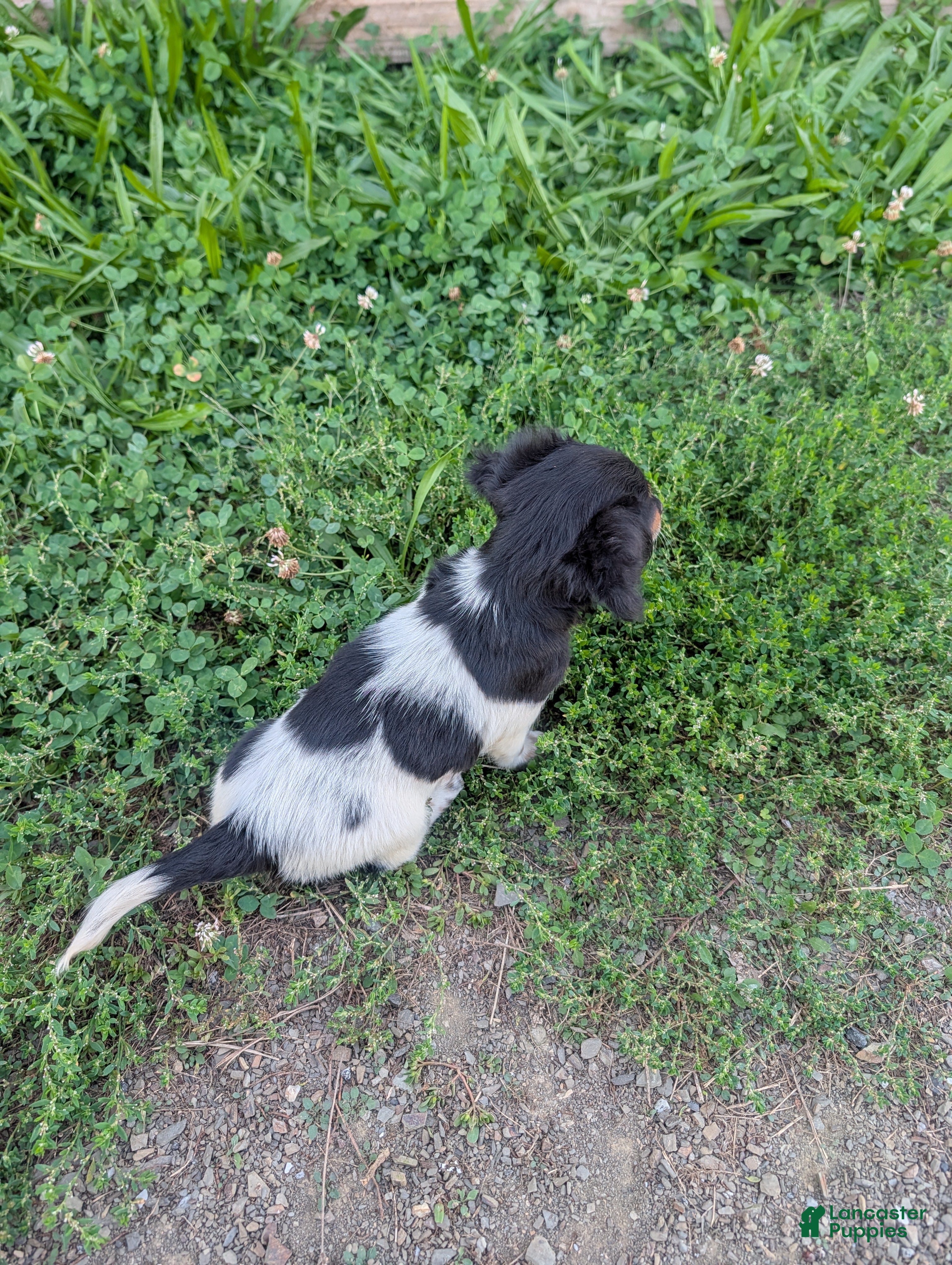 Miniature Dachshund dogs Maggie - Ad 2