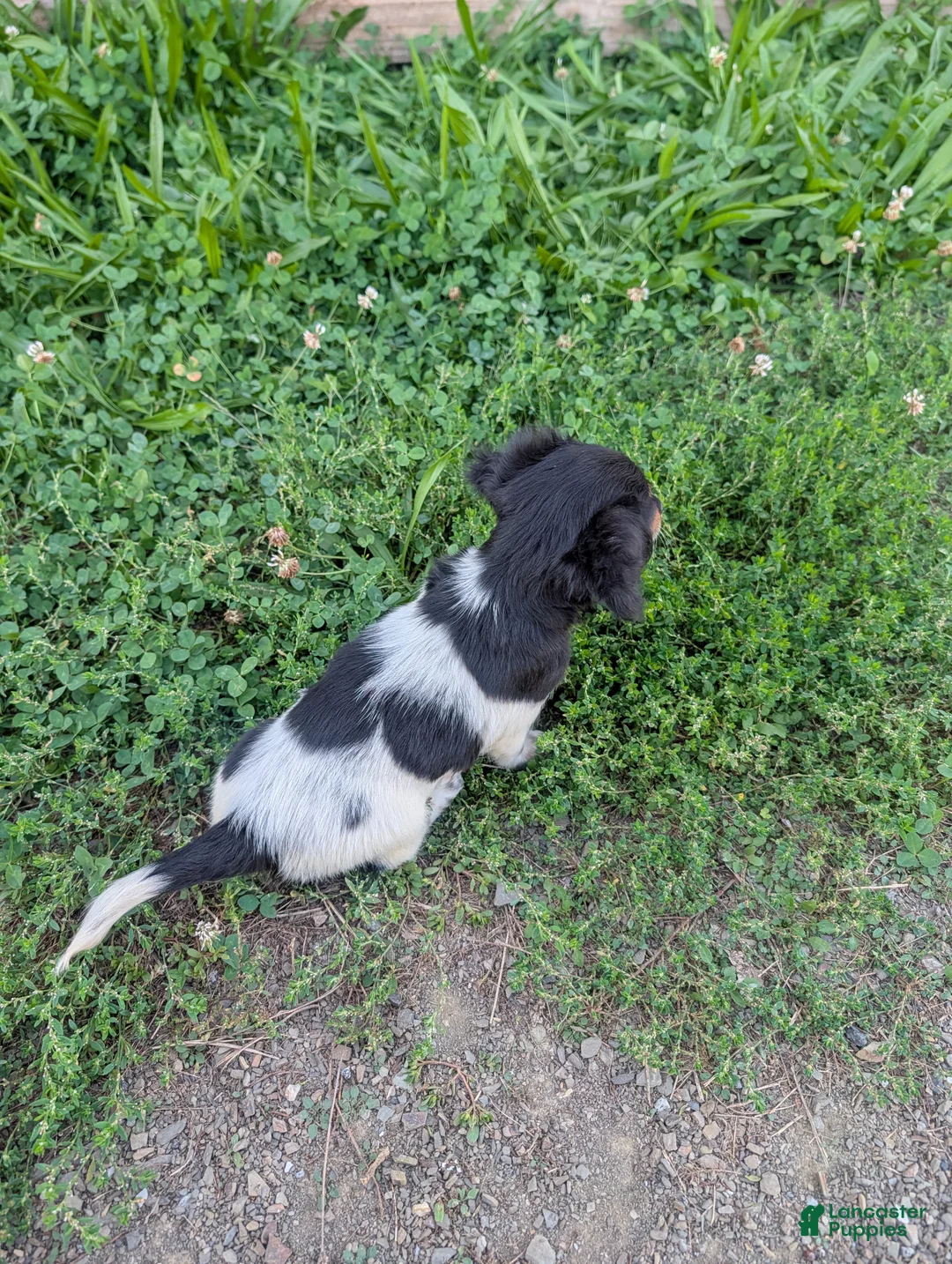 Miniature Dachshund dogs for sale: Maggie - Ad 2