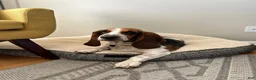 Basset Hound dogs for sale: Teddy - Ad 16