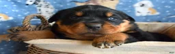 Rottweiler dogs for sale: Rottweiler Puppy 3 Reba - Ad 3
