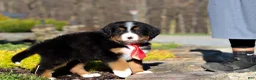 Bernese Mountain Dog dogs for sale: Champ - Ad 9