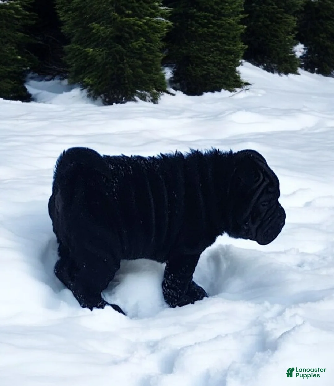 Shar Pei dogs for sale: Raven mini  - Ad 9