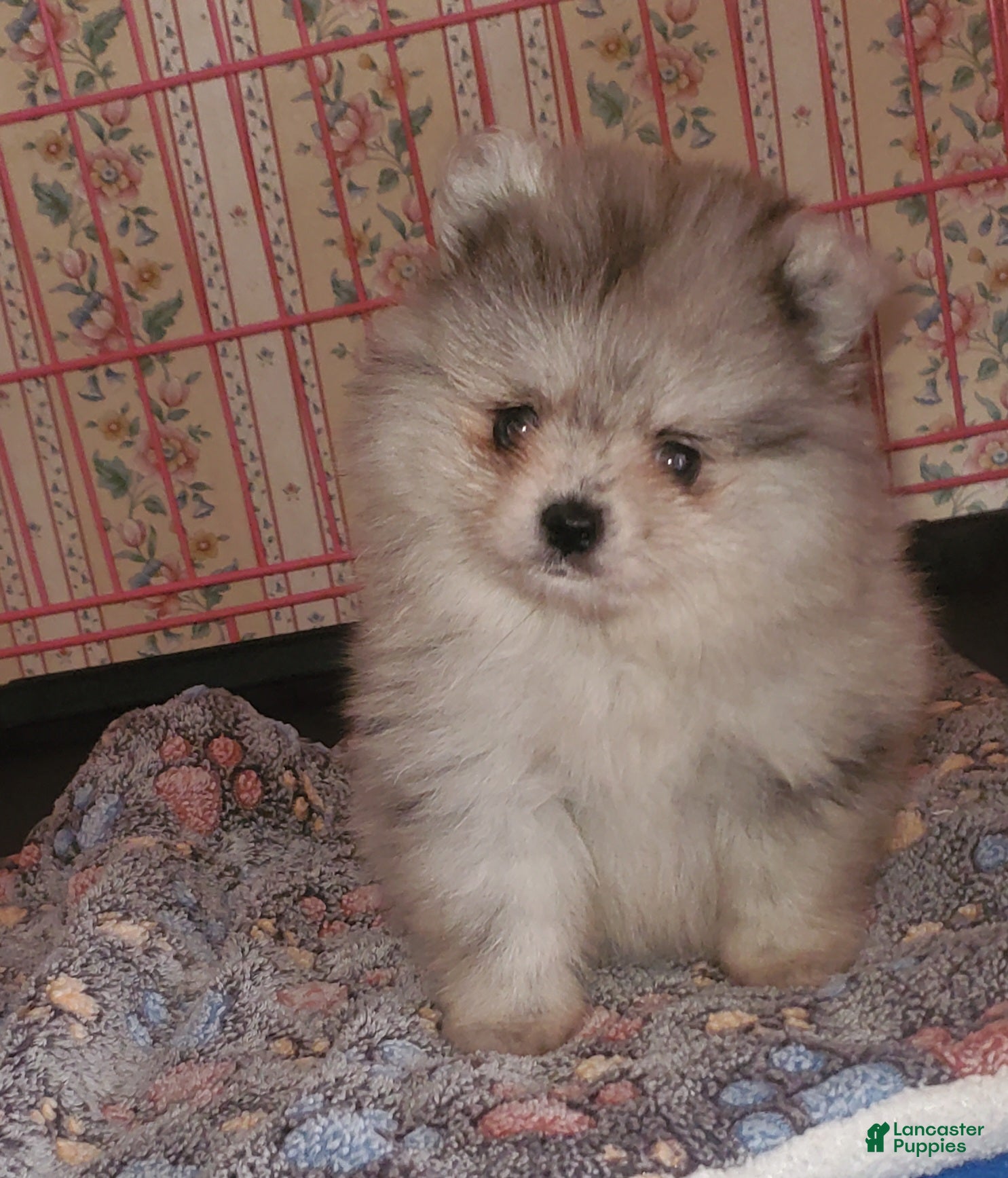 Pomeranian dogs Blu Star - Ad 13