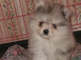 Pomeranian dogs Blu Star - Ad 28