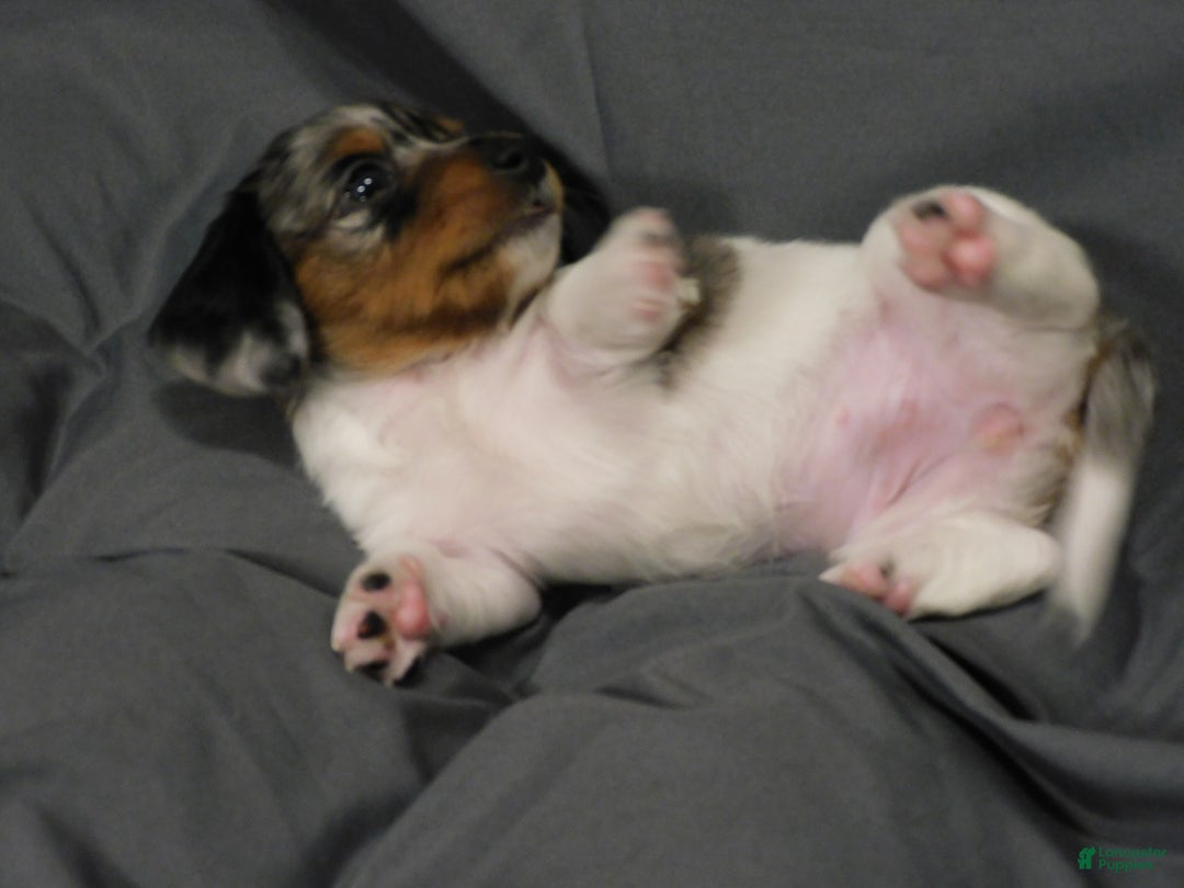 Miniature Dachshund dogs for sale: LMA's ChampionDoxie Snoop Dogg - Ad 46