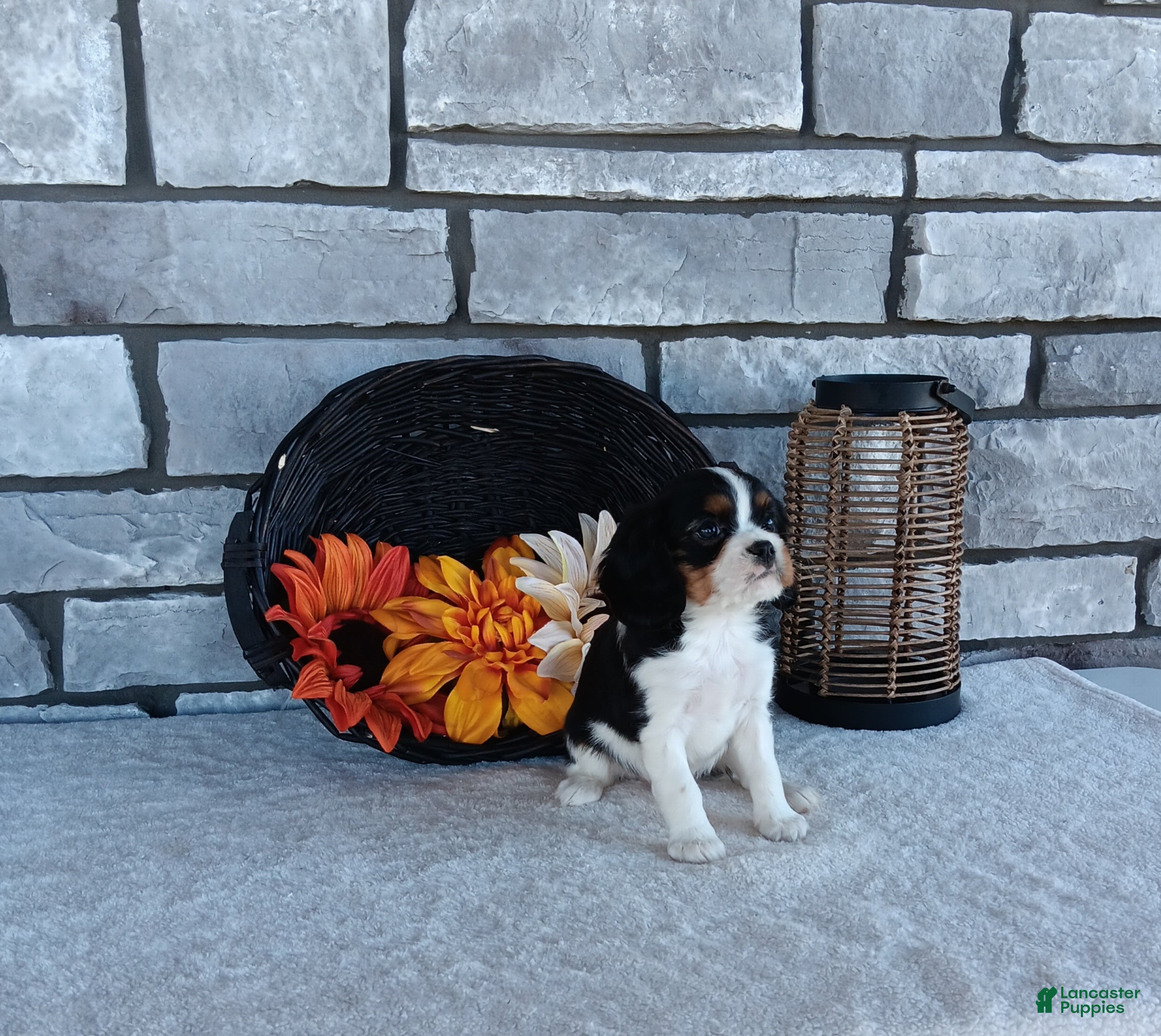 Cavalier King Charles Spaniel dogs for sale: Charlie - Ad 2