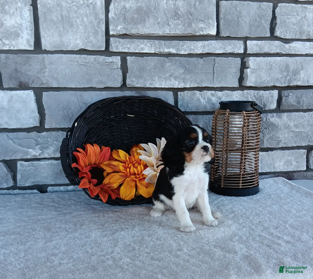 Cavalier King Charles Spaniel dogs for sale: Charlie - Ad 2