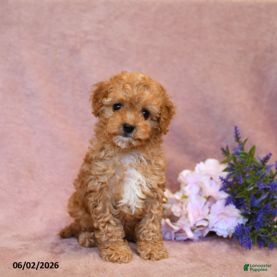 Cavapoo dogs Slate - Ad 1