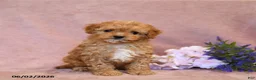 Cavapoo dogs for sale: Slate - Ad 1