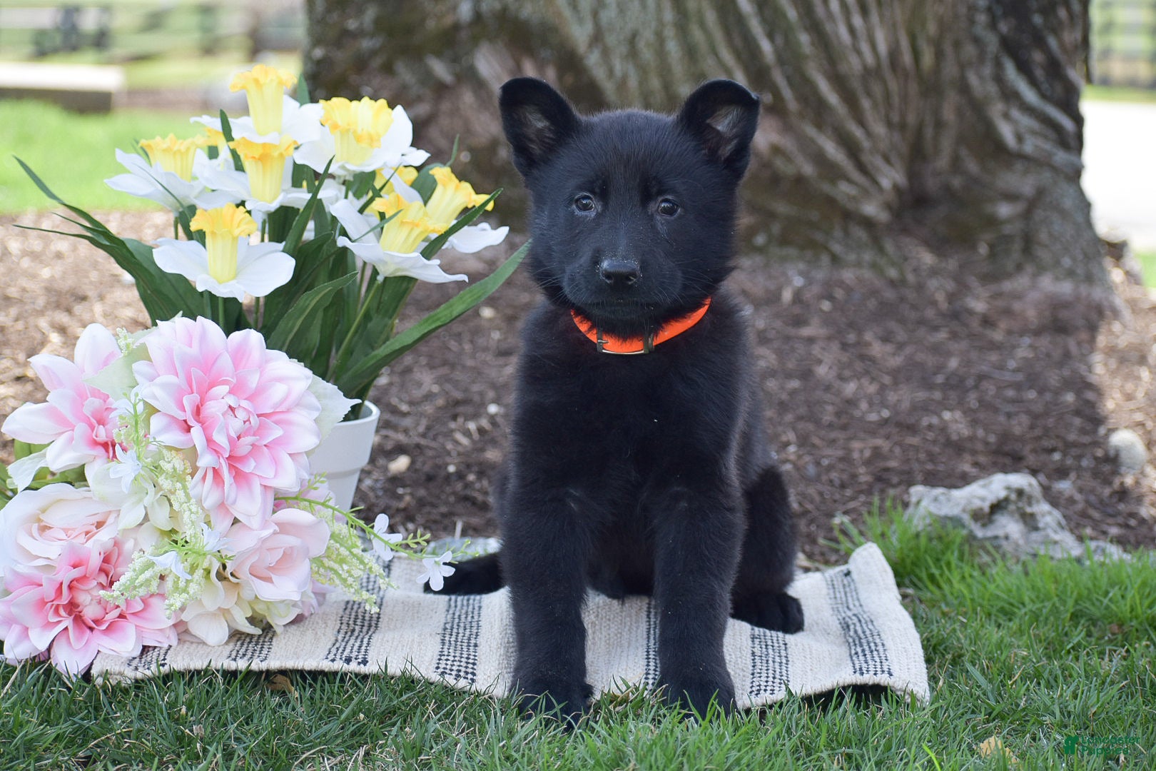 German Shepherd dogs Brianna - Ad 1