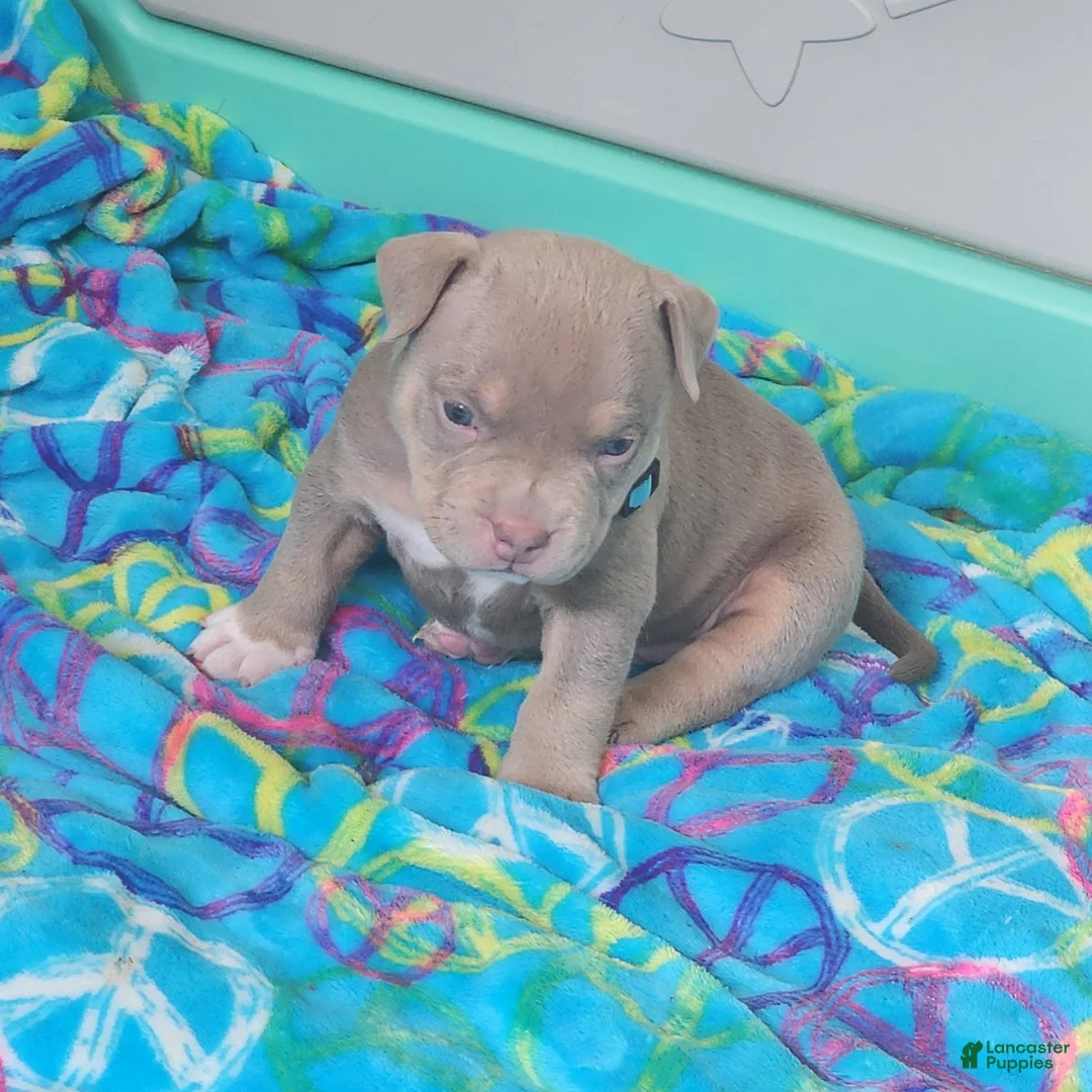 American Bulldog dogs for sale:  Puppy 6 Baby blue  - Ad 1