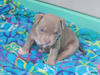 American Bulldog dogs Puppy 6 Baby blue - Ad 6