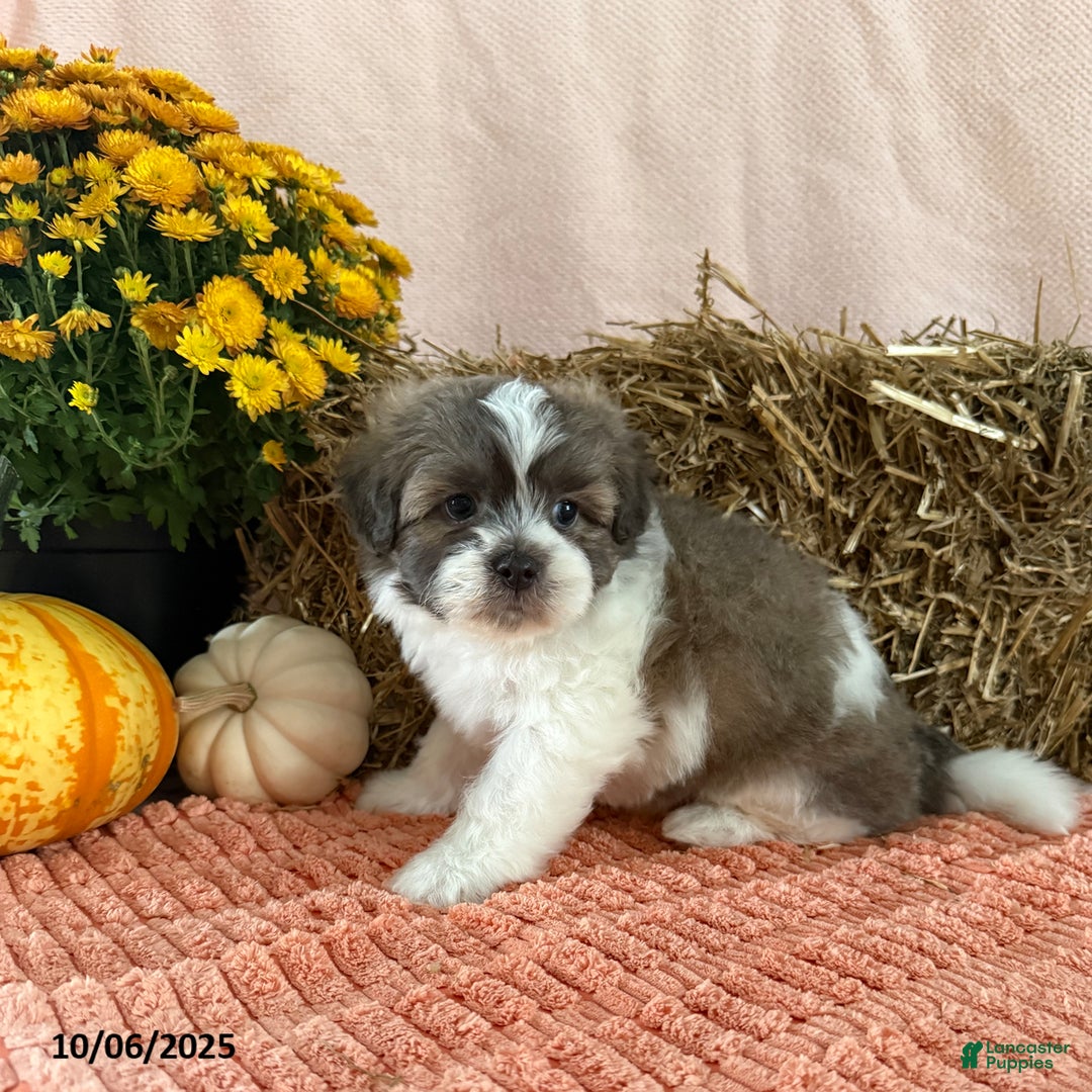 Teddy Bear dogs for sale: Chase - Ad 1