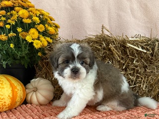 Teddy Bear dogs Chase - Ad 17