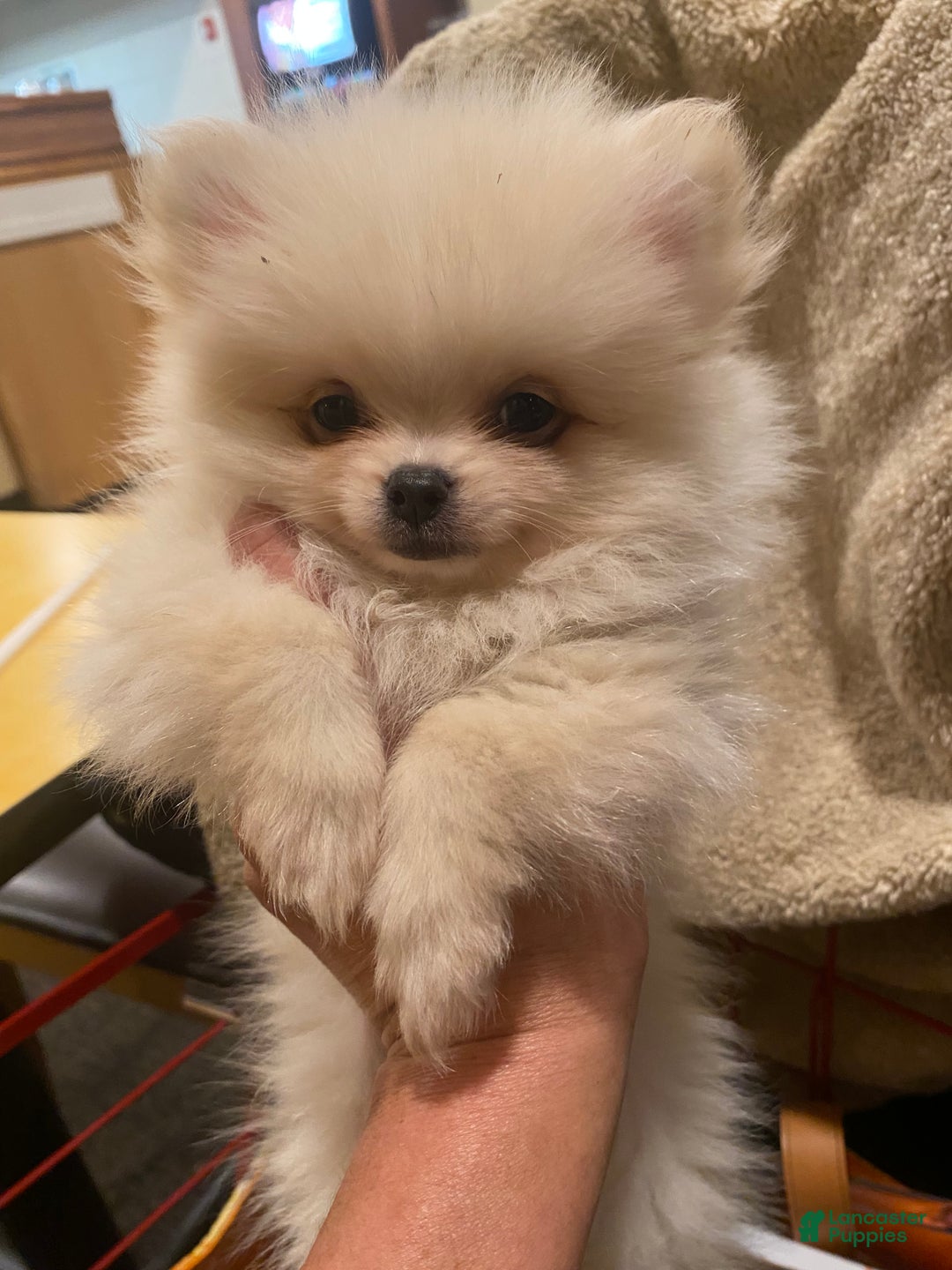 Pomeranian dogs for sale: Pomeranian Puppy 1 - Ad 8