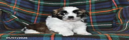 Shih Tzu dogs for sale: Buddy - Ad 5
