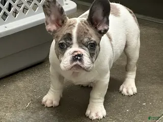 French Bulldog dogs French Bulldog Puppy 2 - Ad 10