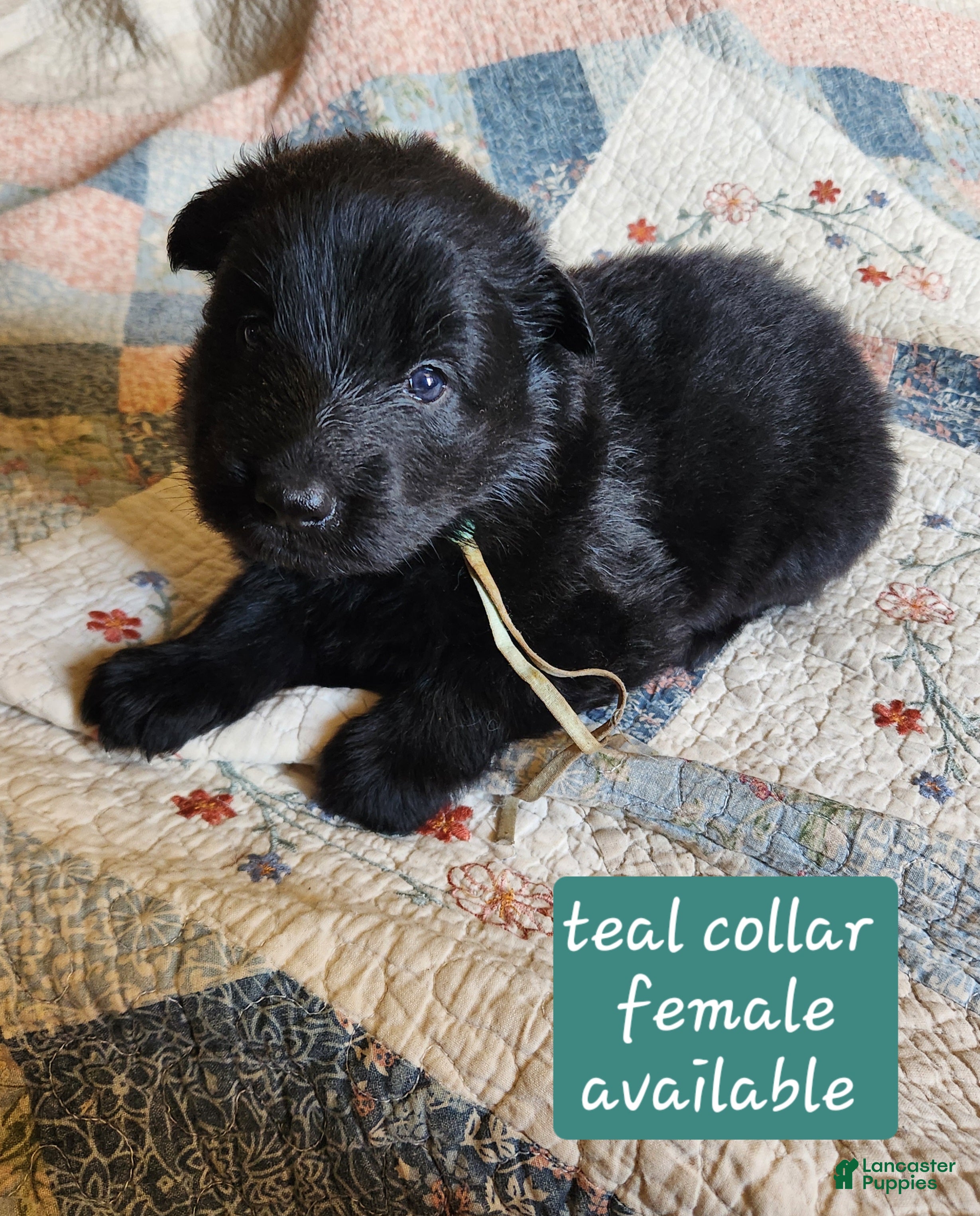 German Shepherd dogs Teal collar - Ad 2