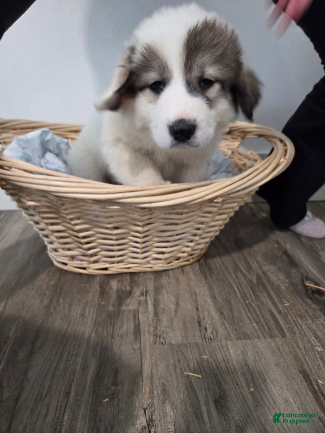Great Pyrenees dogs for sale: Patrick - Ad 3
