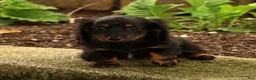 Miniature Dachshund dogs for sale: Tammy - Ad 6