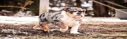 English Bulldog dogs for sale: Glitter - Ad 7