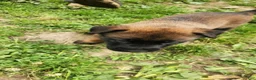 Belgian Malinois dogs for sale: Gunner (Blue) - Ad 3