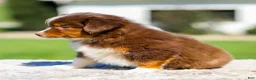 Miniature Australian Shepherd dogs for sale: Howi - Ad 3