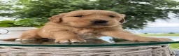 Golden Retriever dogs for sale: Motley - Ad 20